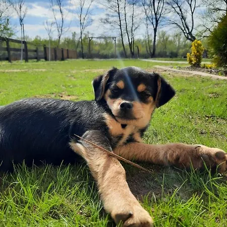 بيت للعطل Brvnara Bata - Vikendica Na Drini Lipnicki Sor