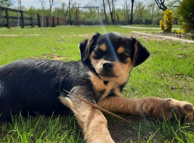 Ferienhaus Brvnara Bata - Vikendica Na Drini Lipnicki Sor